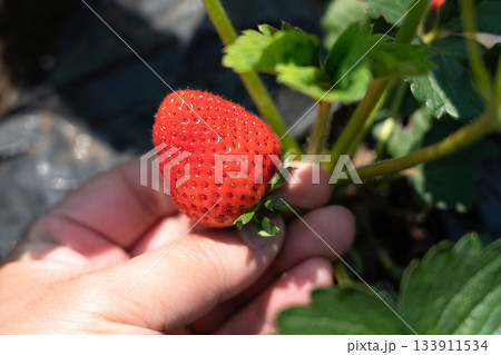 家庭菜園の完熟いちごを収穫する男性　苺の摘み取り　いちご狩り　（5月）　家庭菜園 133911534
