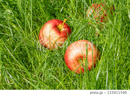 Three bright red apples resting on green grass under warm sunshine Three bright red apples resting on green grass under warm sunshine 133911590