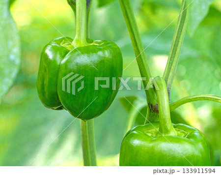 Close-up of a fresh green bell pepper growing in a vibrant garden Close-up of a fresh green bell pepper growing in a vibrant garden 133911594