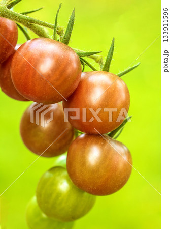 Detailed close-up of freshly ripening tomatoes amongst green leaves on the vine Detailed close-up of freshly ripening tomatoes amongst green leaves on the vine 133911596