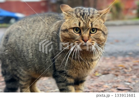 Stray cat on the street. Cute cat watching the city views 133911681
