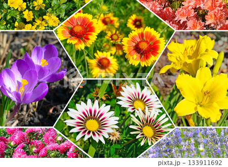 Vibrant Hexagonal Collage of Various Colorful Spring and Summer Flowers Vibrant Hexagonal Collage of Various Colorful Spring and Summer Flowers 133911692