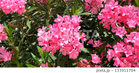 Vibrant Pink Oleander Flowers and Lush Green Foliage in Sunlight Vibrant Pink Oleander Flowers and Lush Green Foliage in Sunlight 133911704