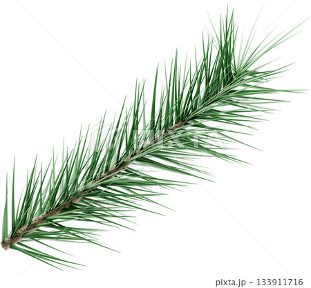 3D Realistic Evergreen Pine Tree Branch with Green Needles for Christmas Decoration 3D Realistic Evergreen Pine Tree Branch with Green Needles for Christmas Decoration 133911716