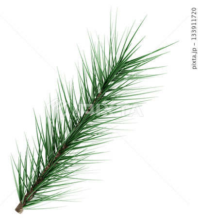 3D Realistic Evergreen Pine Tree Branch with Green Needles for Christmas Decoration 3D Realistic Evergreen Pine Tree Branch with Green Needles for Christmas Decoration 133911720
