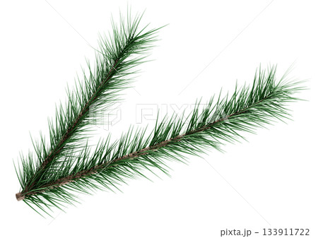 3D Realistic Evergreen Pine Tree Branch with Green Needles for Christmas Decoration 133911722