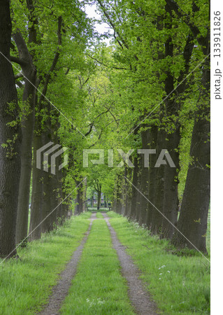 Pathway lined with oak trees at Coelhorst Estate in Hoogland West, Netherlands during the day 133911826