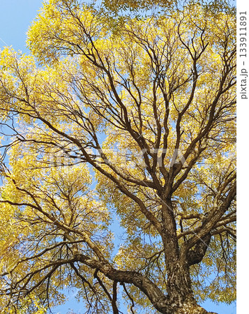Upward view of large tree with yellow autumn foliage and branching canopy against clear blue sky, serene daylight mood 133911891