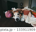 Dog rests beneath patterned throws beside plush companions, snug posture signaling deep calm, cozy moments ideal for mental health content. Snug vibe selling home comfort, weekend downtime 133911909