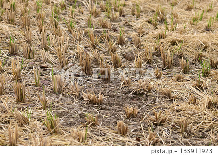 農業イメージ（稲作：秋／収穫後） 133911923
