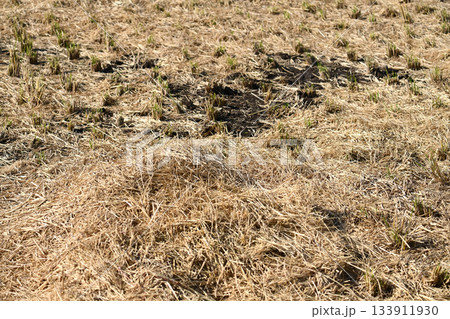 農業イメージ（稲作：秋／収穫後） 133911930