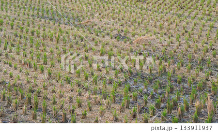 農業イメージ（稲作：秋／収穫後） 133911937