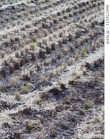 農業イメージ(稲作:秋/収穫後) 農業イメージ(稲作:秋/収穫後) 133911946