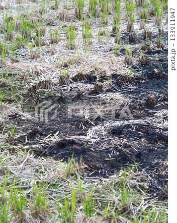 農業イメージ（稲作：秋／収穫後） 133911947