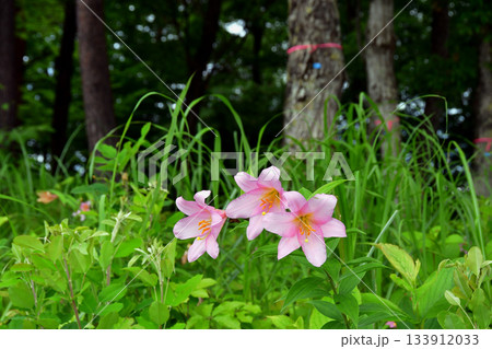 山形県　大江町　山形県　大江町　大山自然公園に咲くヒメサユリ大山自然公園に咲くヒメサユリ 133912033