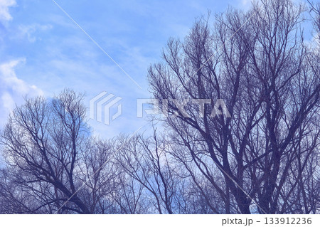 Wind in bare trees without leaves and blue sky with clouds Wind in bare trees without leaves and blue sky with clouds 133912236