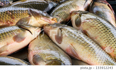 Ready to cook.Fresh river fish crucian carp on a counter at the market 133912243