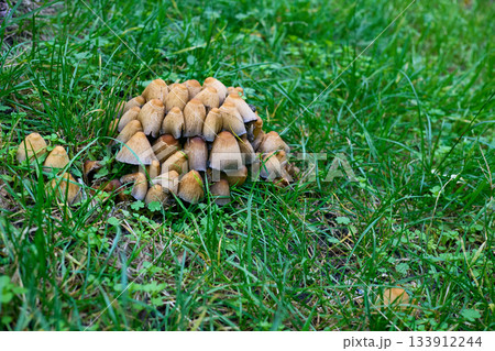 Funny family of mushrooms called Ink Cap in green grass 133912244