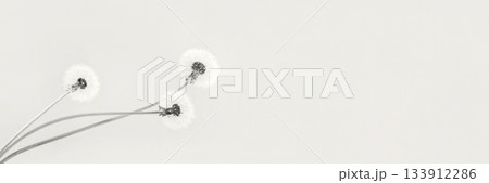 Trendy color of year 2026 - Cloud Dancer. Soft fluffy dandelions with white seeds on a Cloud Dancer background with space for text. Copy space. Banner. Trendy color of year 2026 - Cloud Dancer. Soft fluffy dandelions with white seeds on a Cloud Dancer background with space for text. Copy space. Banner. 133912286