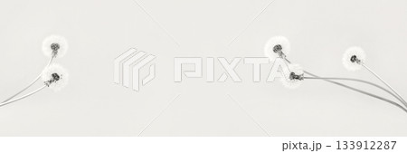 Trendy color of year 2026 - Cloud Dancer. Soft fluffy dandelions with white seeds on a Cloud Dancer background with space for text. Copy space. Banner. 133912287