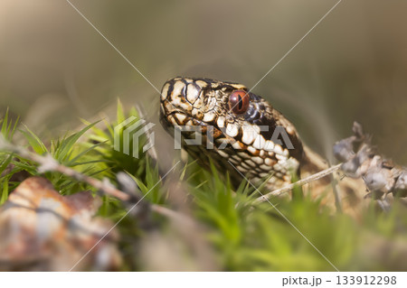 Common European viper spotted in Ermelosche Heide, Netherlands during spring season 133912298