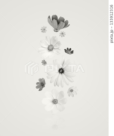 Demonstrating the colors of 2026 - Cloud Dancer. Background of flowers cosmos, dahlias, osteospermum and marigolds. Floral Greeting card. Demonstrating the colors of 2026 - Cloud Dancer. Background of flowers cosmos, dahlias, osteospermum and marigolds. Floral Greeting card. 133912316
