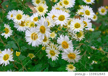 October bush Indian chrysanthemum Braque White in bloom 133912643