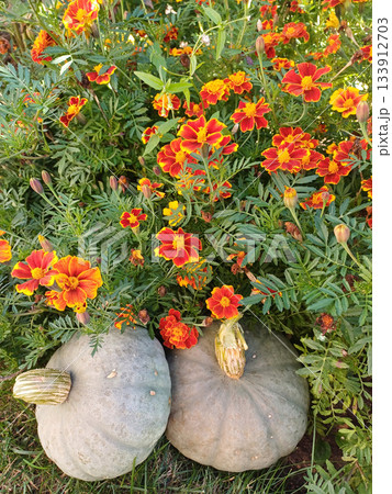 Two pumpkins nestled among vibrant velvet flowers in a tranquil garden setting Two pumpkins nestled among vibrant velvet flowers in a tranquil garden setting 133912703