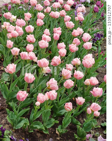 Aerial perspective of a brightly colored flower bed with tulips in bloom 133912707