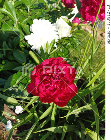 Beautifully blooming peonies creating a colorful landscape in flower bed Beautifully blooming peonies creating a colorful landscape in flower bed 133912713