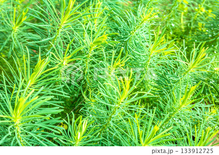 Close-up of dense thickets of vibrant milkweed cypress in nature 133912725