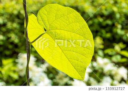 Macro photo of bright green translucent aristolochia leaf illuminated by sunlight Macro photo of bright green translucent aristolochia leaf illuminated by sunlight 133912727