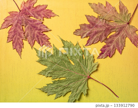 Dry maple leaves on a vibrant yellow-green background evoking autumn vibes Dry maple leaves on a vibrant yellow-green background evoking autumn vibes 133912790