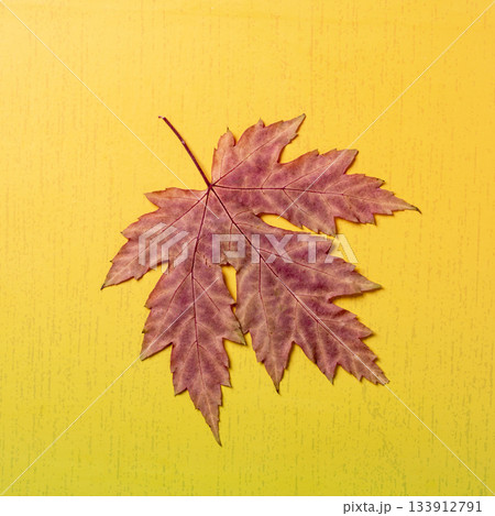 A dry maple leaf against a yellow gradient background capturing autumn's essence A dry maple leaf against a yellow gradient background capturing autumn's essence 133912791