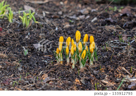 Vibrant yellow crocuses blooming in a colorful spring flower bed 133912793