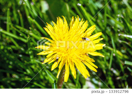 Close-up of a dandelion flower with various insects gathering pollen Close-up of a dandelion flower with various insects gathering pollen 133912796