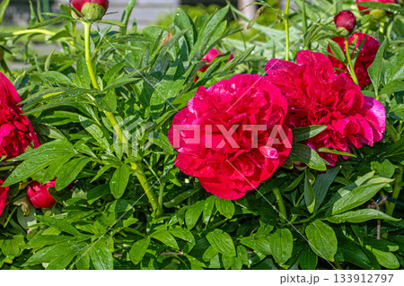 Vibrant red peonies blooming in a garden during june's sunshine 133912797