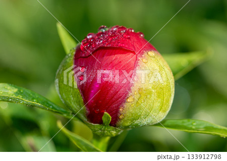 Macro photography of a peony bud adorned with morning dew drops Macro photography of a peony bud adorned with morning dew drops 133912798