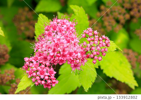 Close-up of japanese spirea inflorescence showcasing delicate floral details 133912802