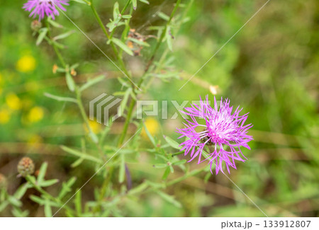 Close-up of common cornflower flower: key plant for latvian honey production 133912807