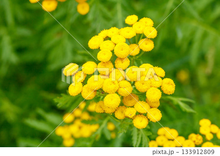 Close-up image of vibrant yellow loosestrife flowers in full bloom during july Close-up image of vibrant yellow loosestrife flowers in full bloom during july 133912809