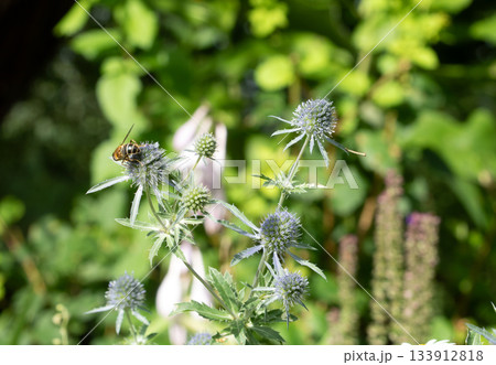 Honey plants of Latvia - Eryngium flowers, close-up of flowers and nectar-feeding insects in action Honey plants of Latvia - Eryngium flowers, close-up of flowers and nectar-feeding insects in action 133912818