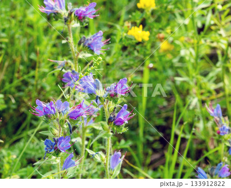 In Honey plants of Latvia - flower of common eruption 133912822