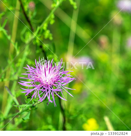 Exploring common cornflower: essential plant for honey in latvia's flora 133912824