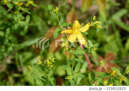 Close-up of st. John's wort flower showcasing latvia's medicinal herbs Close-up of st. John's wort flower showcasing latvia's medicinal herbs 133912825