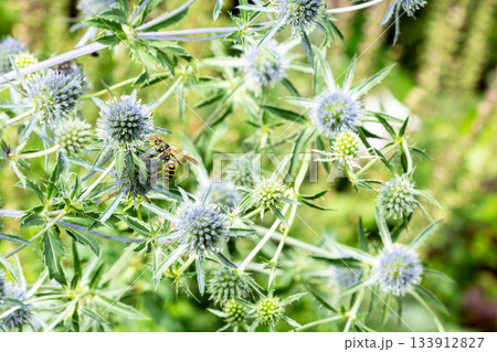 Honey plants of Latvia - Eryngium flowers, close-up of flowers head nectar-feeding insects in action Honey plants of Latvia - Eryngium flowers, close-up of flowers head nectar-feeding insects in action 133912827