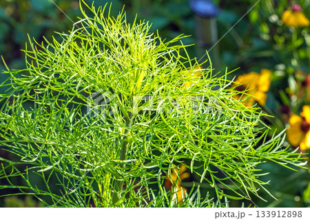 Lacy leaves of the cosmos flower illuminated by radiant sunlight 133912898