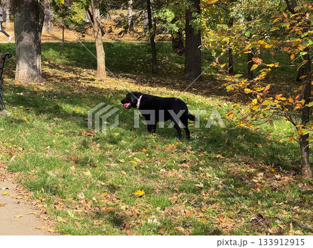 Black dog in autumn park. Loyalty, curiosity, and peaceful companionship in outdoor nature. Black dog in autumn park. Loyalty, curiosity, and peaceful companionship in outdoor nature. 133912915