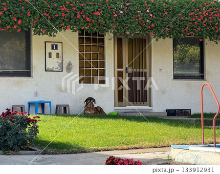 Dog resting near house entrance. Domestic comfort, companionship, and peaceful everyday life in a suburban yard. 133912931