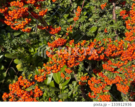 pyracantha, bright beautiful decorative red berries on bushes, red autumn bright viburnum berries, mountain ash, autumn landscape, selective focus, pyracantha Bush pyracantha, bright beautiful decorative red berries on bushes, red autumn bright viburnum berries, mountain ash, autumn landscape, selective focus, pyracantha Bush 133912936